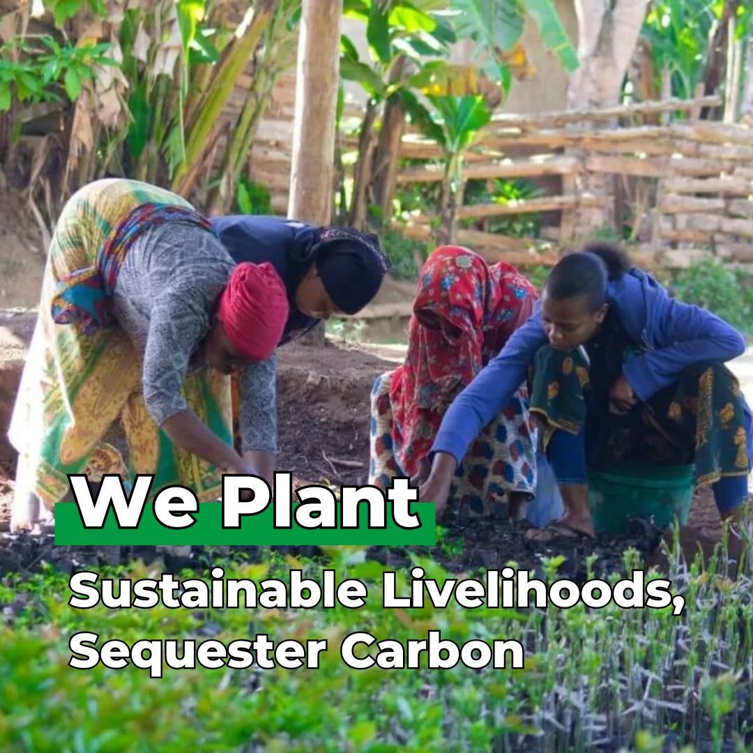 Every Forest Starts From a Single Seed - Plants 100 Trees-3