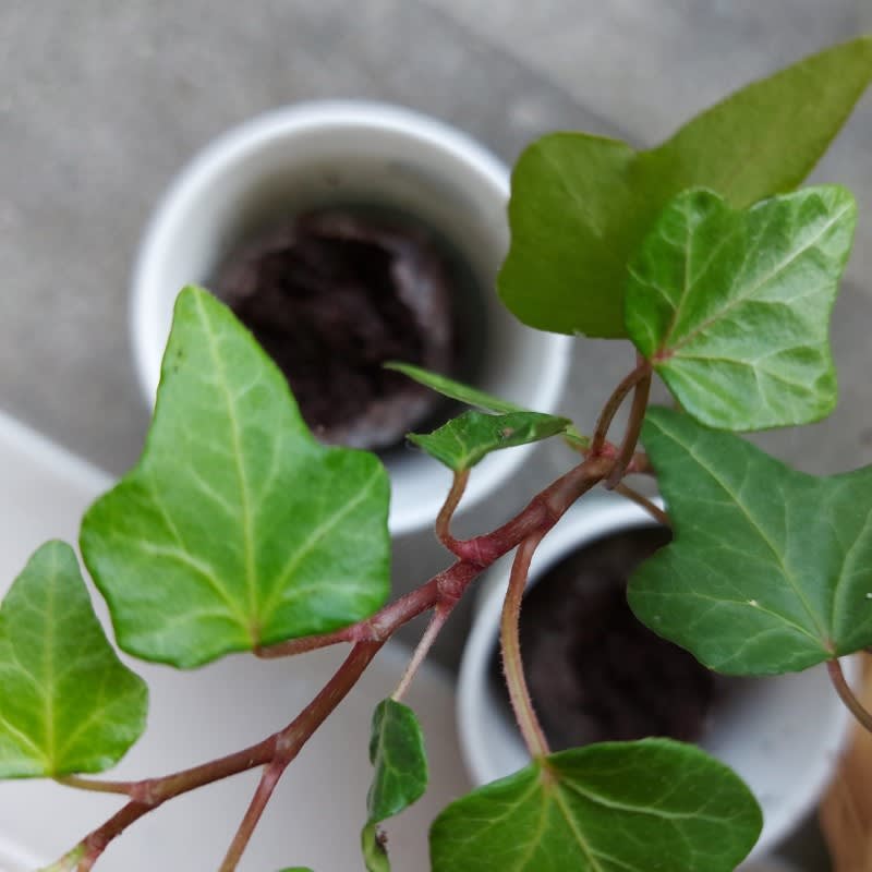 Pack of 500 Tree Kit Cups, We Plant 5000 More Trees-2