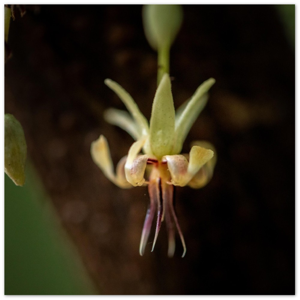 Hawaii Cacao Flower Aluminum Print-0