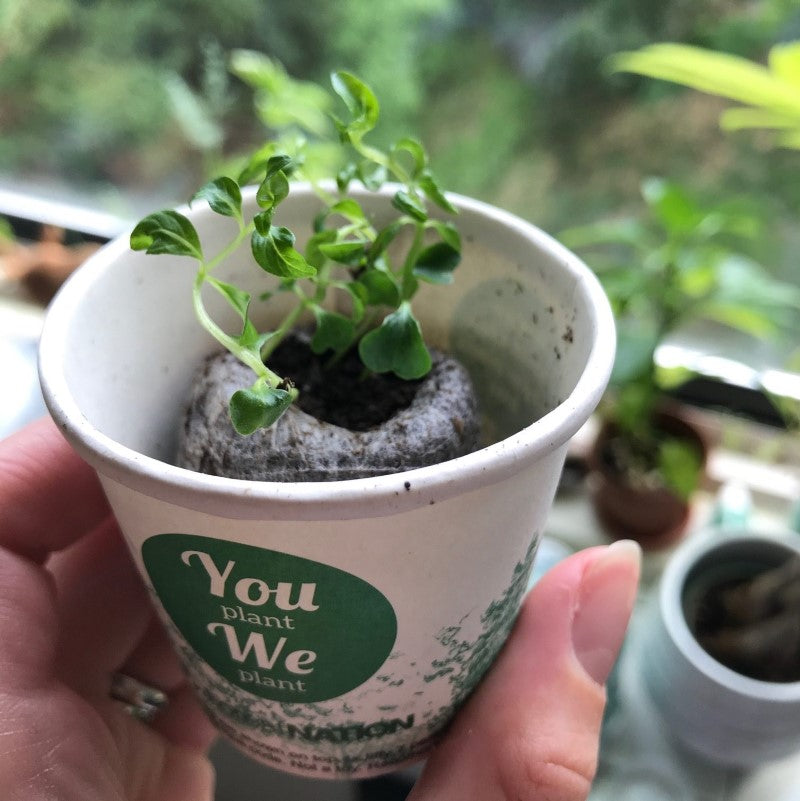 You Plant We Plant Pack of 3 Tree Kits, We Plant 30 More Trees-1