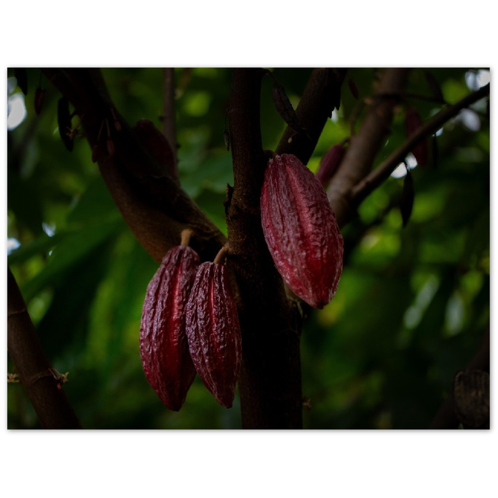 Hawaii Cacao Pods Aluminum Prints-0